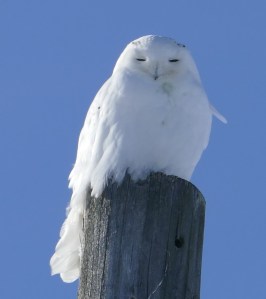 Snowy Owl Photo by A. Schletz (Luther Marsh, 2015)